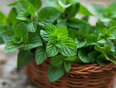 Η μέντα κάνει θαύματα - Η θερυπευτικές της ιδιότητες (βίντεο)